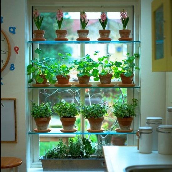Creative Kitchen Garden Ideas for Pots, Patios, and Windowsills