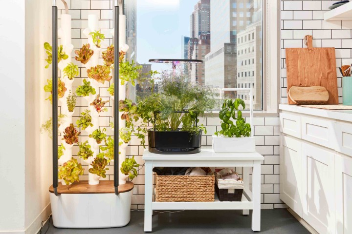 The Ultimate Guide to Kitchen Garden Ideas: Grow Fresh Herbs, Flowers, and Vitality at Home