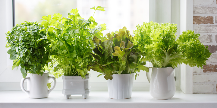 Kitchen Garden Ideas That Are Both Beautiful and Functional